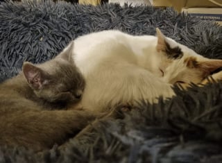 Illustration de l'article : Sauv&eacute;e d'un climatiseur &agrave; l'&acirc;ge de 8 semaines, cette chatte a attendu la famille de ses r&ecirc;ves pendant 3 ans