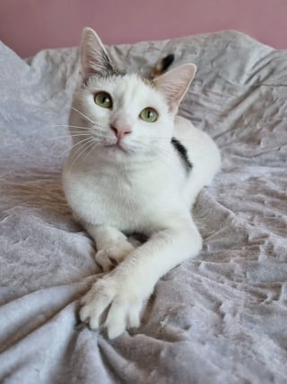 Illustration de l'article : Sauv&eacute;e d'un climatiseur &agrave; l'&acirc;ge de 8 semaines, cette chatte a attendu la famille de ses r&ecirc;ves pendant 3 ans