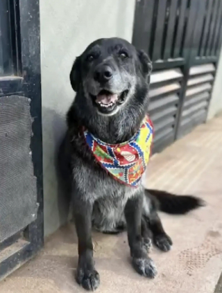 Illustration de l'article : En s&rsquo;aventurant sur un court de tennis, ce chien errant a marqu&eacute; le c&oelig;ur des habitants de toute une ville (vid&eacute;o)