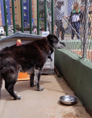 Illustration de l'article : En s&rsquo;aventurant sur un court de tennis, ce chien errant a marqu&eacute; le c&oelig;ur des habitants de toute une ville (vid&eacute;o)