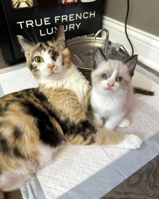 Illustration de l'article : Borgne et r&eacute;siliente, cette chatte qui a veill&eacute; sur ses 7 chatons malgr&eacute; son &eacute;tat alarmant est devenue un soutien essentiel pour d'autres mamans