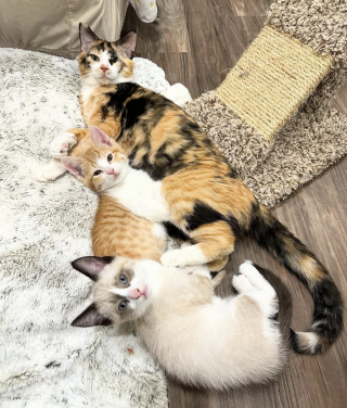 Illustration de l'article : Borgne et r&eacute;siliente, cette chatte qui a veill&eacute; sur ses 7 chatons malgr&eacute; son &eacute;tat alarmant est devenue un soutien essentiel pour d'autres mamans