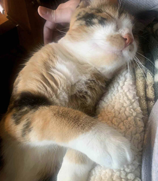 Illustration de l'article : Borgne et r&eacute;siliente, cette chatte qui a veill&eacute; sur ses 7 chatons malgr&eacute; son &eacute;tat alarmant est devenue un soutien essentiel pour d'autres mamans