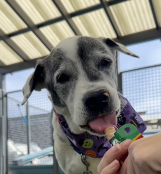 Illustration de l'article : Arriv&eacute;e au refuge &agrave; l'&acirc;ge de 12 ans apr&egrave;s l'expulsion de sa famille, cette chienne s&eacute;niore n'a jamais perdu espoir (vid&eacute;o)