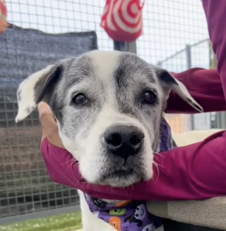 Illustration de l'article : Arriv&eacute;e au refuge &agrave; l'&acirc;ge de 12 ans apr&egrave;s l'expulsion de sa famille, cette chienne s&eacute;niore n'a jamais perdu espoir (vid&eacute;o)