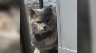 Illustration de l'article : « J’ai commencé à paniquer », après avoir disparue dans le trou d’un mur, une chatte sauvage reste coincée pendant 11 jours (vidéo)