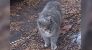 Illustration de l'article : « J’ai commencé à paniquer », après avoir disparue dans le trou d’un mur, une chatte sauvage reste coincée pendant 11 jours (vidéo)