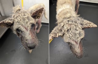 Illustration de l'article : Elle rend visite &agrave; la chienne squelettique et couverte de cro&ucirc;tes sauv&eacute;e des semaines plus t&ocirc;t et n'arrive pas &agrave; croire &agrave; sa transformation