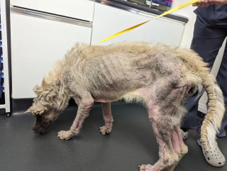 Illustration de l'article : Elle rend visite &agrave; la chienne squelettique et couverte de cro&ucirc;tes sauv&eacute;e des semaines plus t&ocirc;t et n'arrive pas &agrave; croire &agrave; sa transformation