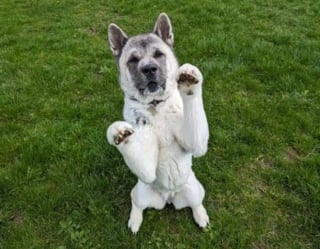 Illustration de l'article : Elle rend visite &agrave; la chienne squelettique et couverte de cro&ucirc;tes sauv&eacute;e des semaines plus t&ocirc;t et n'arrive pas &agrave; croire &agrave; sa transformation