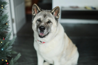 Illustration de l'article : Elle rend visite &agrave; la chienne squelettique et couverte de cro&ucirc;tes sauv&eacute;e des semaines plus t&ocirc;t et n'arrive pas &agrave; croire &agrave; sa transformation
