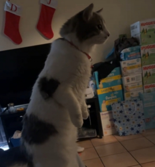 Illustration de l'article : Une marque en forme de c&oelig;ur appara&icirc;t sur le pelage de cette chatte pile au moment o&ugrave; elle d&eacute;couvre le nouveau-n&eacute; (vid&eacute;o)