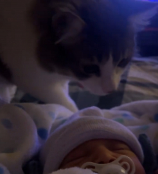 Illustration de l'article : Une marque en forme de c&oelig;ur appara&icirc;t sur le pelage de cette chatte pile au moment o&ugrave; elle d&eacute;couvre le nouveau-n&eacute; (vid&eacute;o)