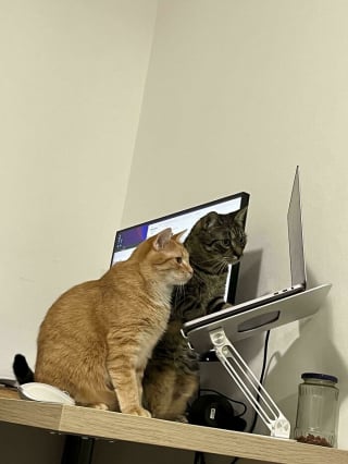 Illustration de l'article : 16 chats qui ont trouvé leur vocation professionnelle