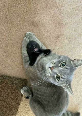 Illustration de l'article : 16 chats qui ont trouvé leur vocation professionnelle