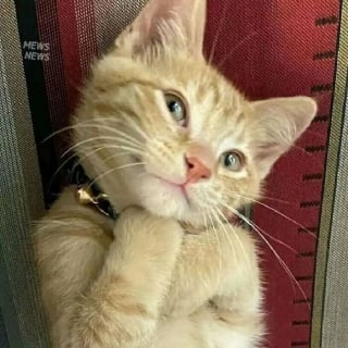 Illustration de l'article : 10 chats et chiens si mignons qu’ils vous feront fondre