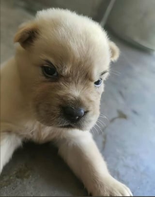 Illustration de l'article : 10 chats et chiens si mignons qu’ils vous feront fondre