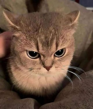 Illustration de l'article : 10 chats et chiens si mignons qu’ils vous feront fondre