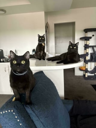 Illustration de l'article : 15 photos qui prouvent que les chats complotent en secret pour dominer le monde