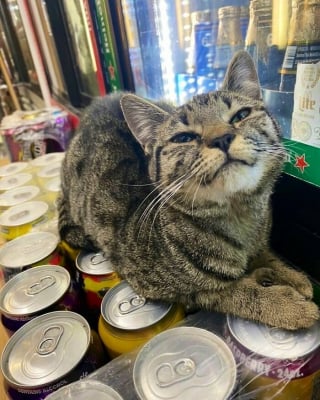 Illustration de l'article : 15 chats vivants dans une &eacute;picerie qui se prennent pour l&rsquo;employ&eacute; du mois