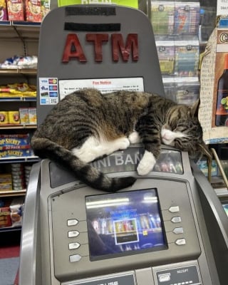 Illustration de l'article : 15 chats vivants dans une &eacute;picerie qui se prennent pour l&rsquo;employ&eacute; du mois