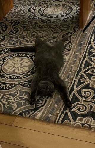 Illustration de l'article : 12 photos de chats qui prouvent que m&ecirc;me les plus gracieux adoptent des postures improbables