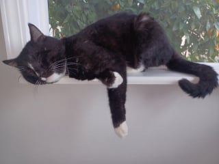 Illustration de l'article : 12 photos de chats qui prouvent que m&ecirc;me les plus gracieux adoptent des postures improbables