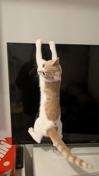 Illustration de l'article : 12 photos de chats qui prouvent que m&ecirc;me les plus gracieux adoptent des postures improbables