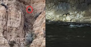 Illustration de l'article : 2 hommes traversent des eaux d&eacute;cha&icirc;n&eacute;es pour secourir un Berger Allemand coinc&eacute; sur une pente et se retrouvent pi&eacute;g&eacute;s pendant des heures