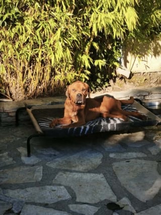 Illustration de l'article : Une nouvelle vie commence pour ce chien affam&eacute;, oubli&eacute; et secouru par une polici&egrave;re