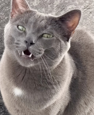 Illustration de l'article : &laquo; Mon chat chante mieux que moi &raquo;, un petit f&eacute;lin se joint &agrave; son ma&icirc;tre pour cr&eacute;er une amusante performance musicale (vid&eacute;o)