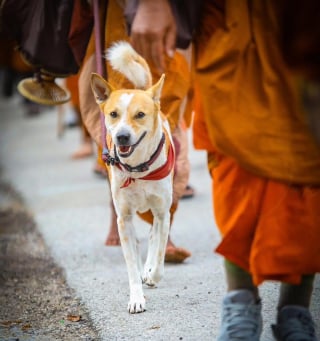 Illustration de l'article : &laquo; C'est une grande source d'inspiration &raquo;, un chien errant se joint &agrave; des moines bouddhistes lors d&rsquo;une marche pour la paix (vid&eacute;o)