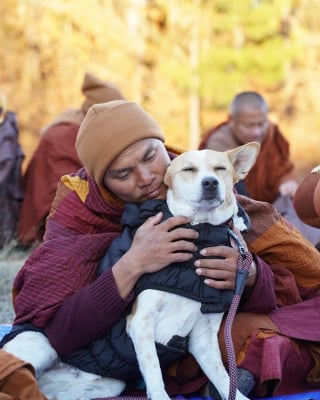 Illustration de l'article : &laquo; C'est une grande source d'inspiration &raquo;, un chien errant se joint &agrave; des moines bouddhistes lors d&rsquo;une marche pour la paix (vid&eacute;o)