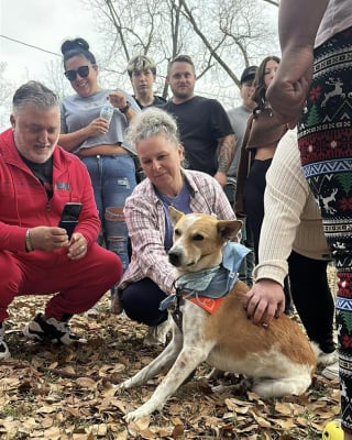 Illustration de l'article : &laquo; C'est une grande source d'inspiration &raquo;, un chien errant se joint &agrave; des moines bouddhistes lors d&rsquo;une marche pour la paix (vid&eacute;o)