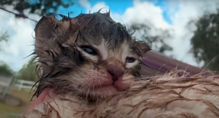 Illustration de l'article : Des miaulements d&eacute;sesp&eacute;r&eacute;s les m&egrave;nent &agrave; 3 chatons nouveau-n&eacute;s tremp&eacute;s, ils placent leurs espoirs entre les pattes d'une maman chat