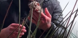 Illustration de l'article : Des miaulements d&eacute;sesp&eacute;r&eacute;s les m&egrave;nent &agrave; 3 chatons nouveau-n&eacute;s tremp&eacute;s, ils placent leurs espoirs entre les pattes d'une maman chat