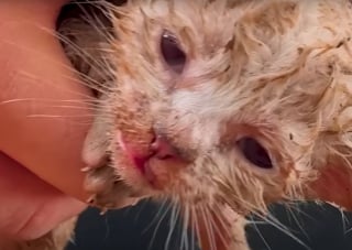 Illustration de l'article : Des miaulements d&eacute;sesp&eacute;r&eacute;s les m&egrave;nent &agrave; 3 chatons nouveau-n&eacute;s tremp&eacute;s, ils placent leurs espoirs entre les pattes d'une maman chat