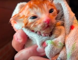 Illustration de l'article : Des miaulements d&eacute;sesp&eacute;r&eacute;s les m&egrave;nent &agrave; 3 chatons nouveau-n&eacute;s tremp&eacute;s, ils placent leurs espoirs entre les pattes d'une maman chat