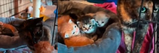 Illustration de l'article : Des miaulements d&eacute;sesp&eacute;r&eacute;s les m&egrave;nent &agrave; 3 chatons nouveau-n&eacute;s tremp&eacute;s, ils placent leurs espoirs entre les pattes d'une maman chat