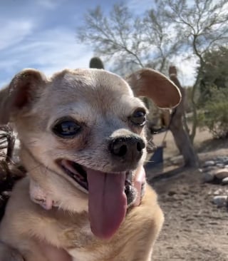 Illustration de l'article : Il a fallu fr&ocirc;ler un accident de voiture pour que cette chienne de 17 ans, livr&eacute;e &agrave; elle-m&ecirc;me, soit enfin remarqu&eacute;e (vid&eacute;o)