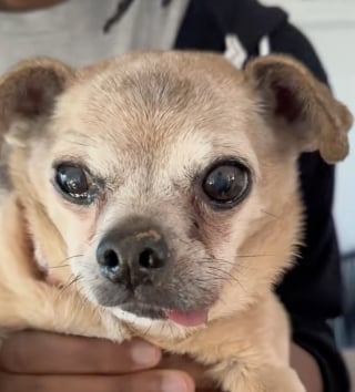 Illustration de l'article : Il a fallu fr&ocirc;ler un accident de voiture pour que cette chienne de 17 ans, livr&eacute;e &agrave; elle-m&ecirc;me, soit enfin remarqu&eacute;e (vid&eacute;o)