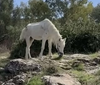 Illustration de l'article : « Sa volonté de vivre est extraordinaire », livrée à elle-même après le décès de son propriétaire, une jument trouve un nouveau soutien précieux (vidéo)