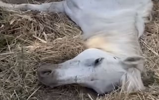 Illustration de l'article : « Sa volonté de vivre est extraordinaire », livrée à elle-même après le décès de son propriétaire, une jument trouve un nouveau soutien précieux (vidéo)