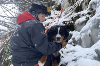 Illustration de l'article : Des aboiements provenant d’un ravin alertent les employés d’une station de ski qui y découvrent un chien bloqué depuis 13 jours