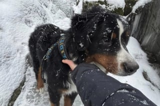 Illustration de l'article : Des aboiements provenant d’un ravin alertent les employés d’une station de ski qui y découvrent un chien bloqué depuis 13 jours