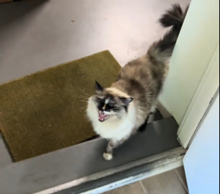 Illustration de l'article : Elle filme les miaulements d&eacute;chirants de sa chatte totalement d&eacute;sorient&eacute;e apr&egrave;s un d&eacute;m&eacute;nagement (vid&eacute;o)