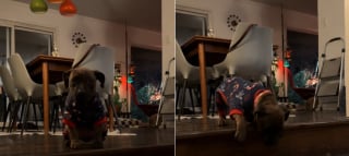 Illustration de l'article : Soutenu par sa famille d'accueil, ce chiot Pitbull rassemble tout son courage pour surmonter sa peur de descendre les marches (vid&eacute;o)