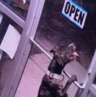 Illustration de l'article : Accus&eacute;e d'&ecirc;tre truqu&eacute;e par une IA, la vid&eacute;o de ce chien prouve qu'il a r&eacute;ussi une &eacute;vasion impossible du refuge en tournant la poign&eacute;e de porte comme un humain (vid&eacute;o)