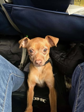 Illustration de l'article : Une famille reçoit un appel inattendu au sujet de sa chienne disparue un soir d'hiver pluvieux 5 ans plus tôt