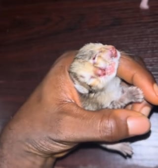 Illustration de l'article : Un jeune homme se bat jour et nuit pour nourrir son chaton à deux visages et refuse l'euthanasie qui lui est suggéré (vidéo)